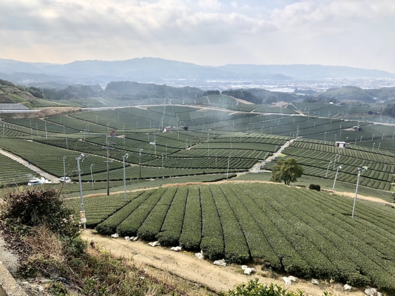八女中央大茶園