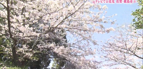 旭ヶ丘公園　桜