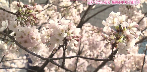清川　一本桜