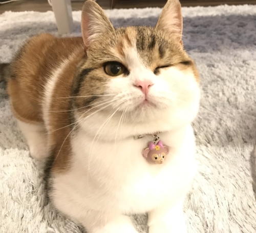 ねこにすと