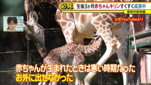 バリはやッ！ZIP！　福岡市動物園