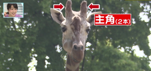 バリはやッ！ZIP！　福岡市動物園