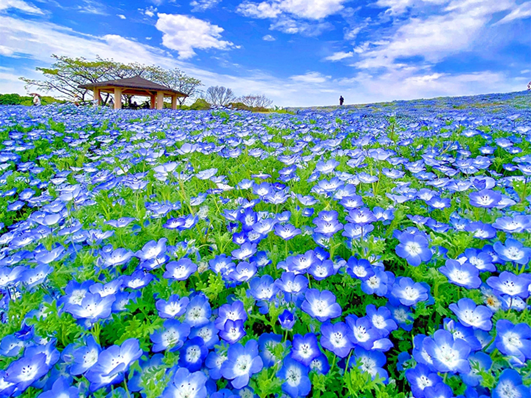 22年福岡県最新 この時期しか見られない春の絶景スポット16選