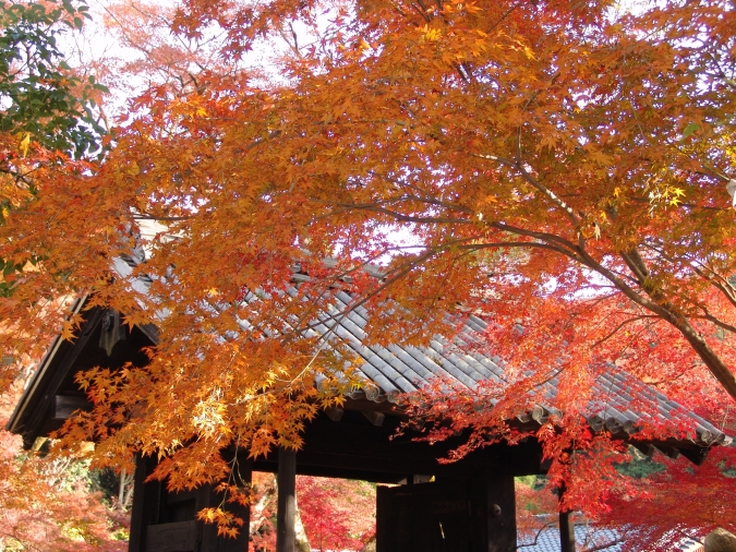 秋月城跡周辺紅葉