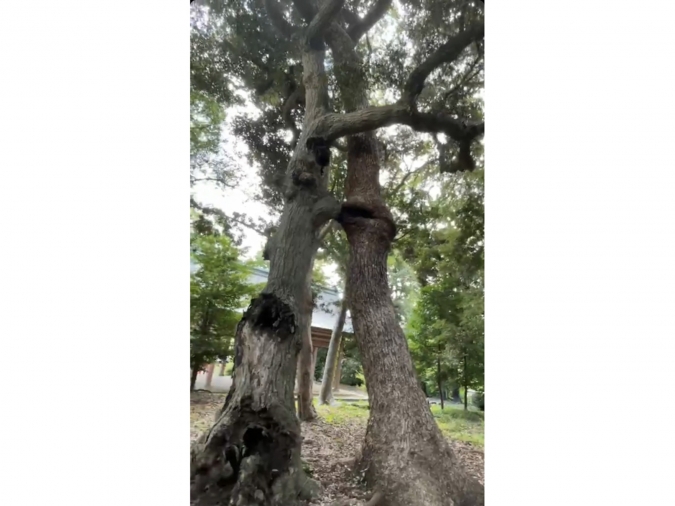香椎宮で見つけた仲良し夫婦の木