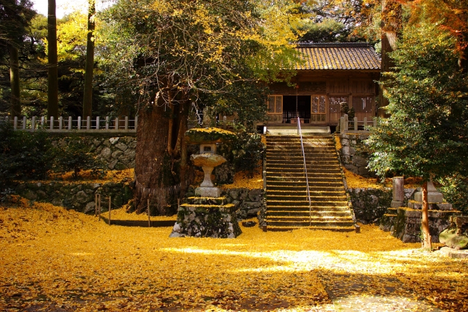 雷神社銀杏の絨毯