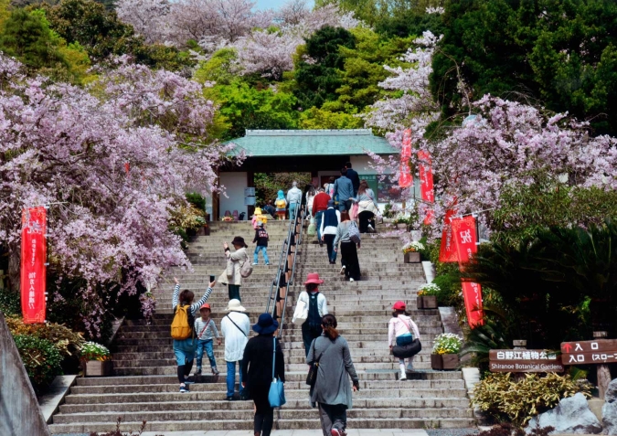 白野江植物公園桜
