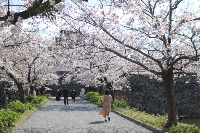 福岡市舞鶴公園・桜