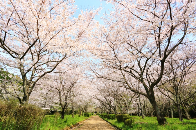 太宰府市民の森・桜