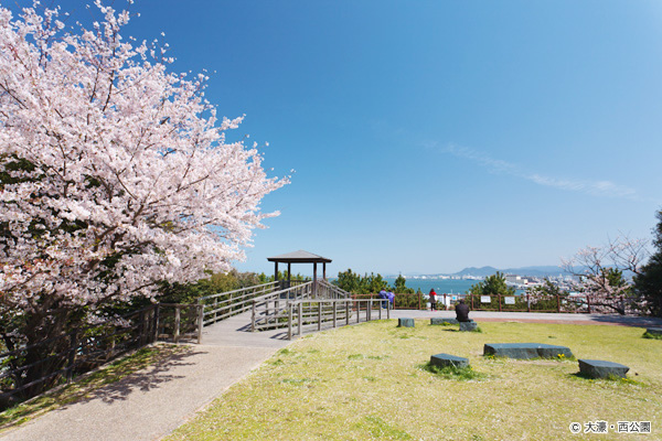 福岡市西公園・桜