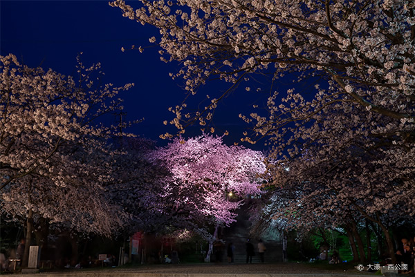 福岡市西公園・桜ライトアップ