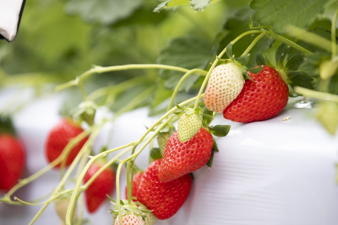 池いちご園 いちご狩り