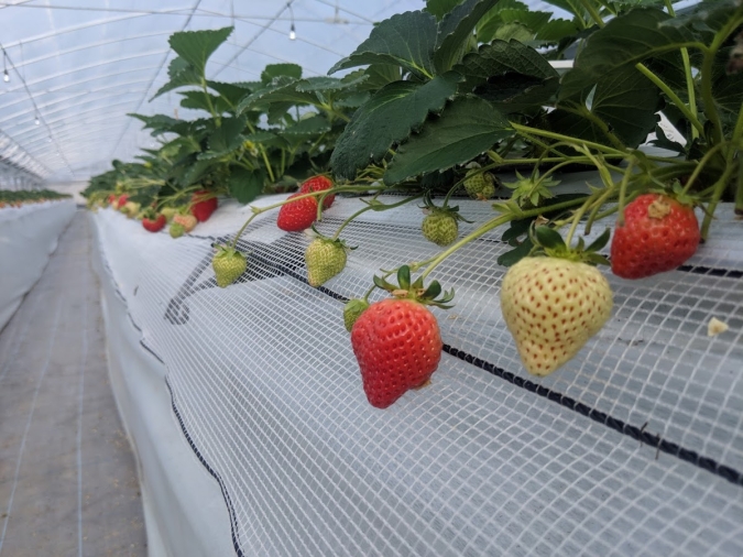 くわの農園 いちご狩り2