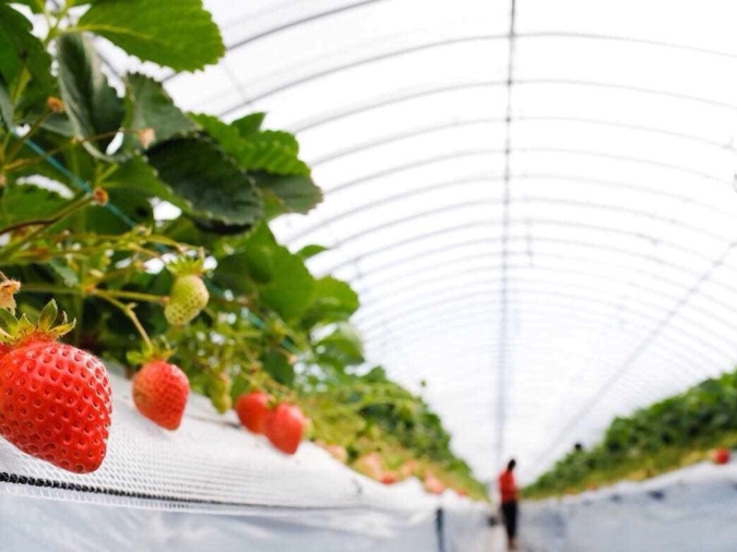 マエムラファーム　　いちご狩り