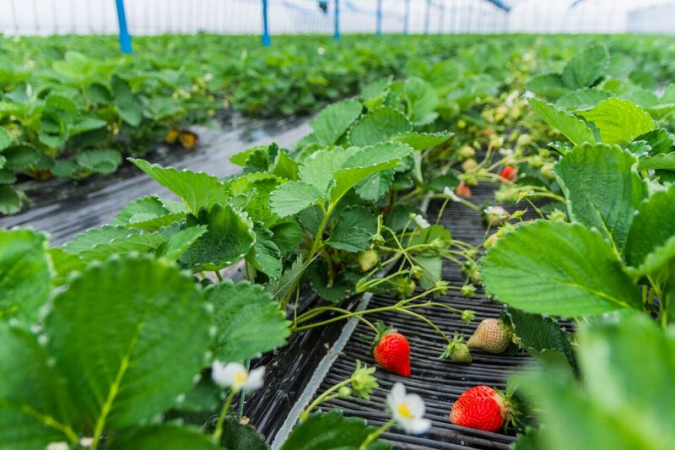 うるう農園　いちご狩り