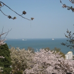 白野江植物公園　桜山頂広場