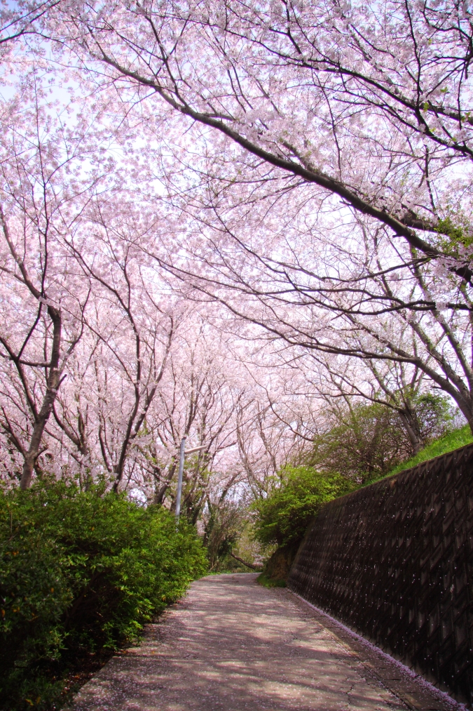 笹山公園　桜