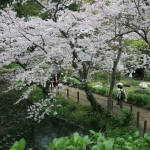 白野江植物公園　水生園の桜