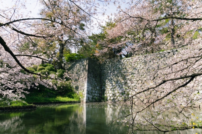 久留米城跡　桜