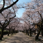 秋月杉の馬場の桜