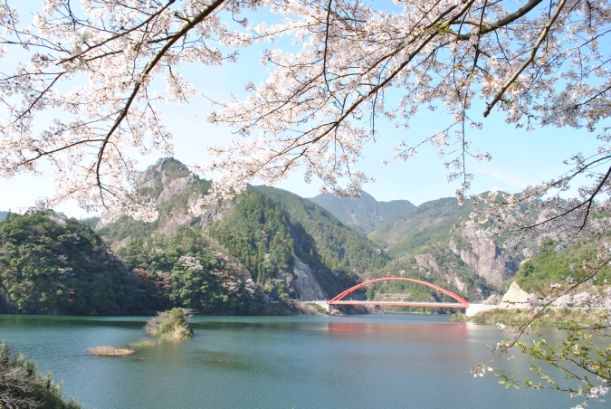 日向神ダムの千本桜