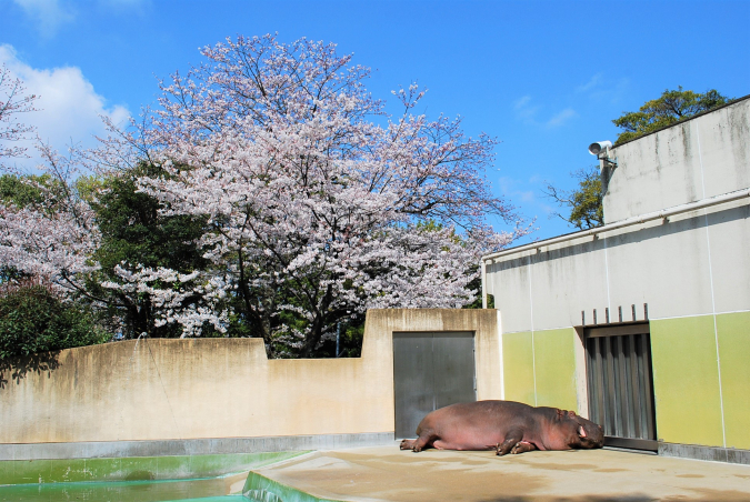 福岡市動植物園　カバのタローと桜