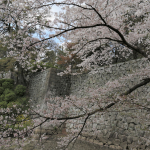久留米城跡　桜の風景