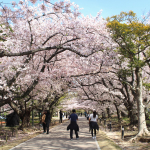 舞鶴公園　桜