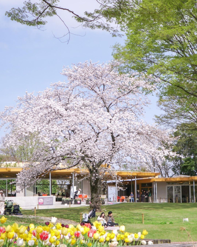 福岡市動植物園　芝生広場のソメイヨシノ