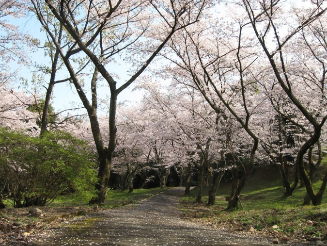 平原古墳公園　桜の風景