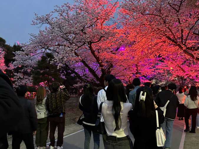 舞鶴公園　夜桜ライトアップ