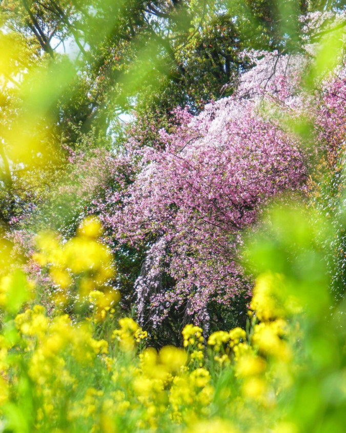 福岡市動植物園　入口の菜の花と桜
