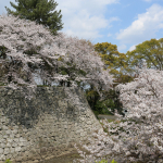 久留米城跡　桜の風景