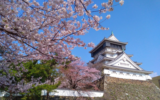 小倉城　天守閣と桜