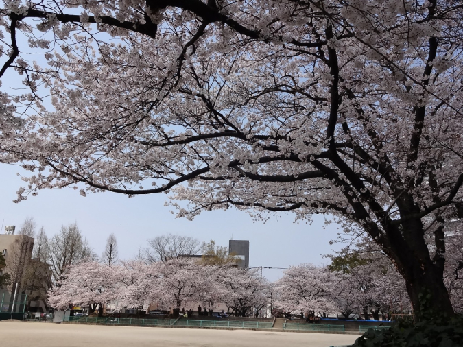 小頭町公園　桜の風景