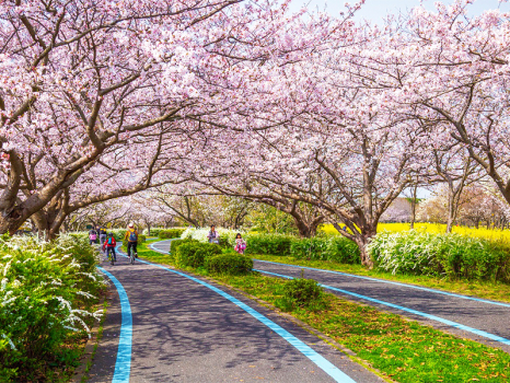 海の中道海浜公園　桜の風景