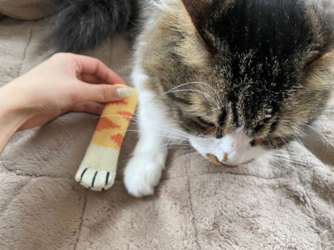 ダイソー「猫モチーフグッズ」