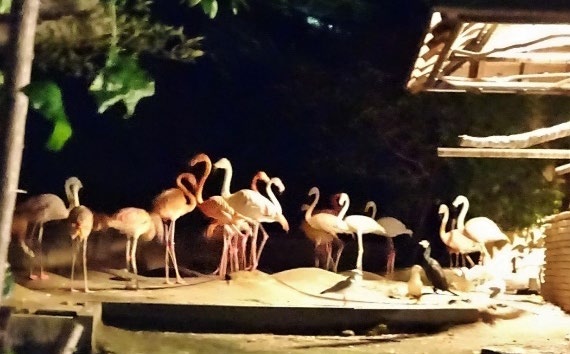 福岡市動植物園　夜の動植物園　フラミンゴ