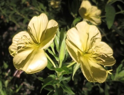 Fukuoka City Zoological and Botanical Gardens Nighttime Evening Primrose