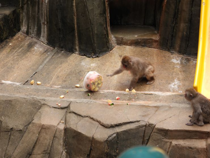 福岡市動植物園　夜の動植物園　サル