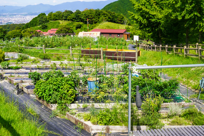 ABURAYAMA FUKUOKA 농원