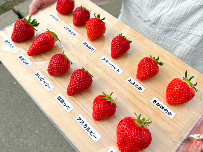 Yokamon Strawberry Laboratory Strawberry Lineup