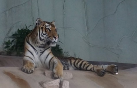 福岡市動植物園　夜の動植物園　トラ