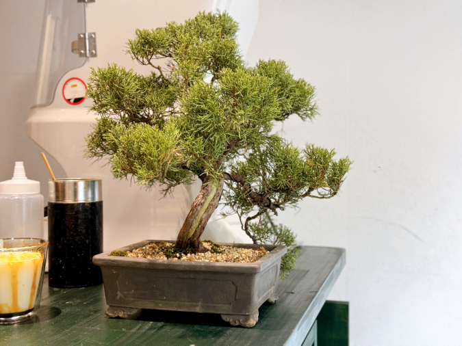 TEAWAVE Bonsai