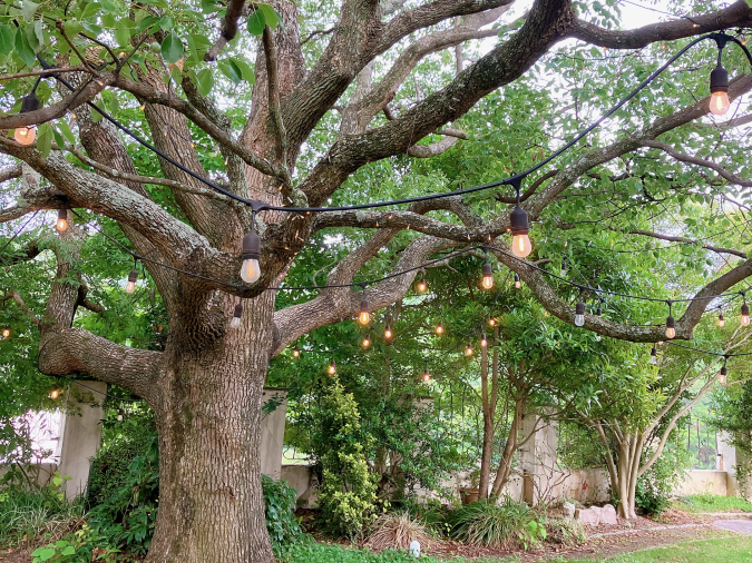 Sayagaya Garden Agulhas Cafe Symbol Tree