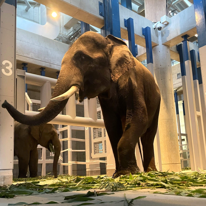 Fukuoka City Zoo Asian Elephant