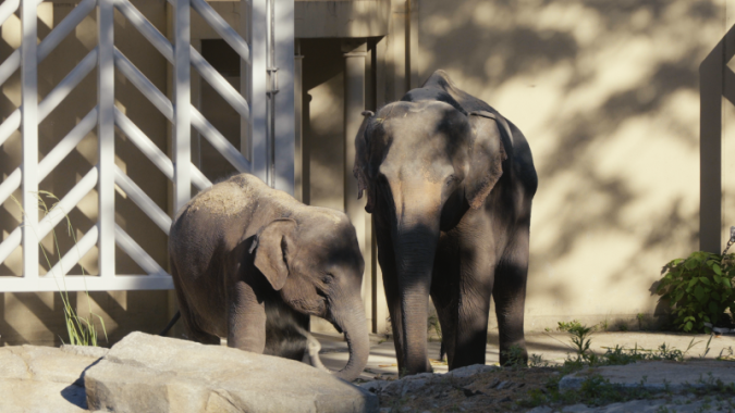 福岡市動物園　アジアゾウ