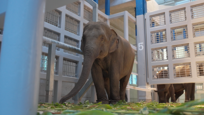 福岡市動物園　アジアゾウ