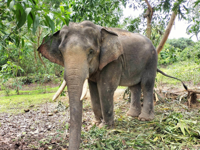 福岡市動物園　アジアゾウ