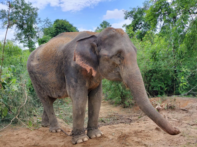 福岡市動物園　アジアゾウ